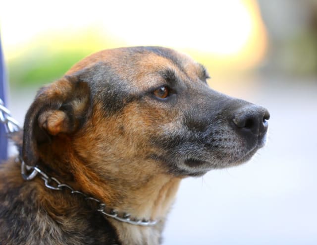 Autoritățile impun obligativitatea microcipării și sterilizării animalelor pentru gestionarea problemei