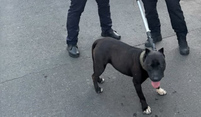 Jandarmii au intervenit după o sesizare privind un câine agresiv în Tulcea