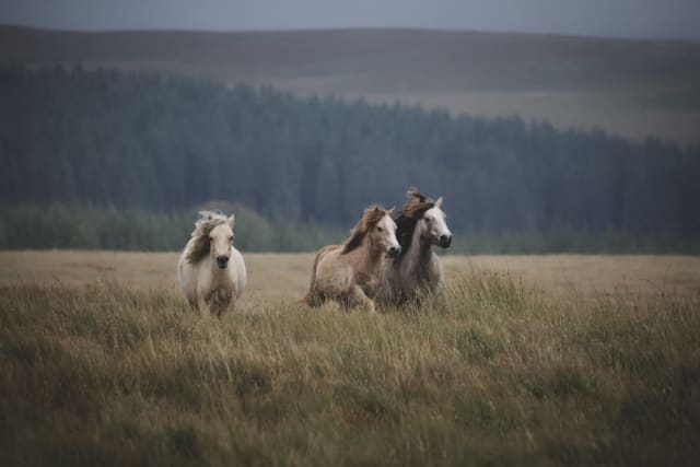 Observarea cailor sălbatici din Letea fără deranj în Delta Dunării