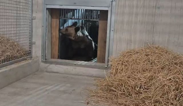 Cei patru pui de urs de la Sanctuarul Libearty Zărnești au ajuns în siguranță în Franța