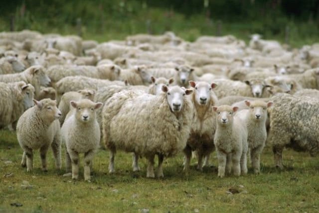 Focar de pestă micilor rumegătoare confirmat în județul Timiș. Mii de oi vor fi sacrificate și 33 de localități au fost plasate sub restricții severe
