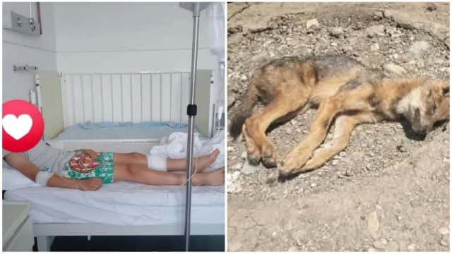 Un șacal turbat a atacat un copil de 9 ani în curtea casei, lângă Onești