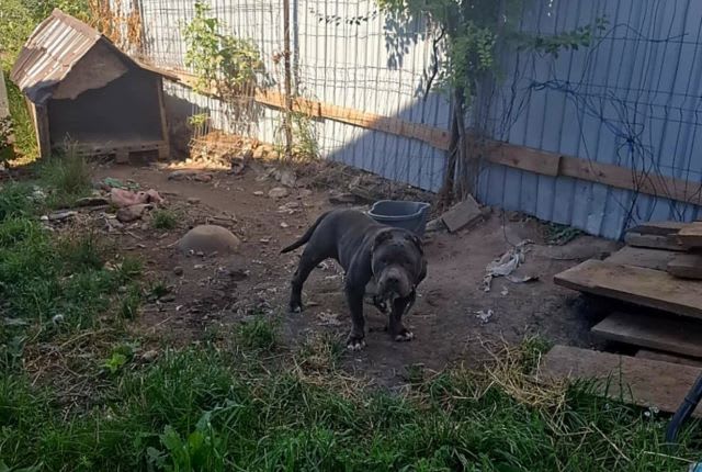 Poliția Brașov a deschis dosare penale pentru cruzime față de animale, după lovirea unui cal și intervenții ilegale asupra unui câine
