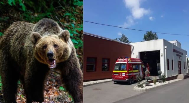 Un bărbat a fost atacat de o ursoaică cu pui în zona Scutaru din Mănăstirea Cașin