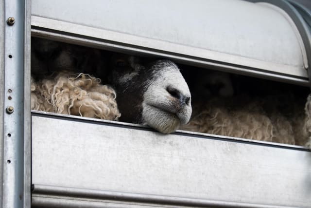 Autoritățile depistează transport ilegal de ovine în Alba, 41 de miei dispar