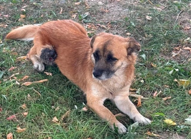 (FOTO) Un cățel cu tumoră așteaptă ajutor în Onești. Apel către veterinari și oameni cu suflet mare