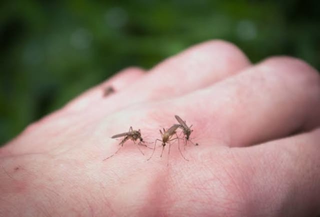 Virusul West Nile a fost confirmat în Cluj! Un caz și două decese la nivel național