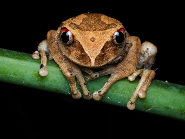 Descoperire în Costa Rica: o nouă specie de broască de cafea, numită 'broscuță de primăvară'