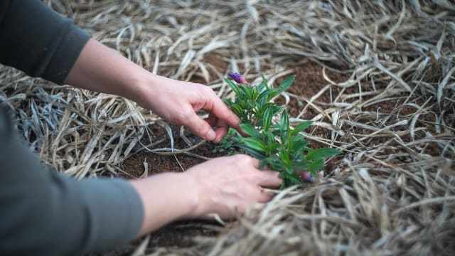 Cum să previi apariția buruianei parazit Cuscuta în grădina ta