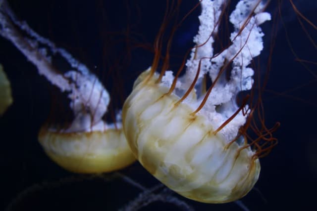 Meduză translucidă în formă de degetar, în apă