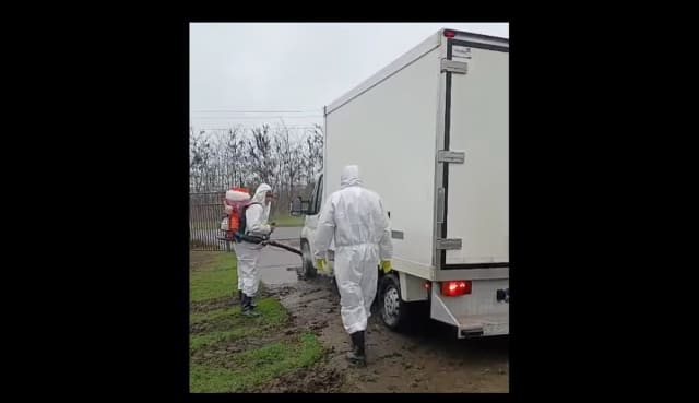 DSVSA Constanța a confirmat pestă porcină la Siliștea și instituie zone de supraveghere