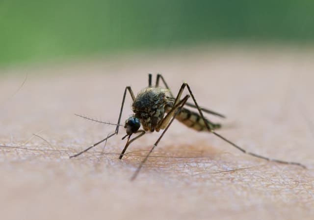 Grecia înregistrează o creștere rapidă a cazurilor de West Nile în Attica