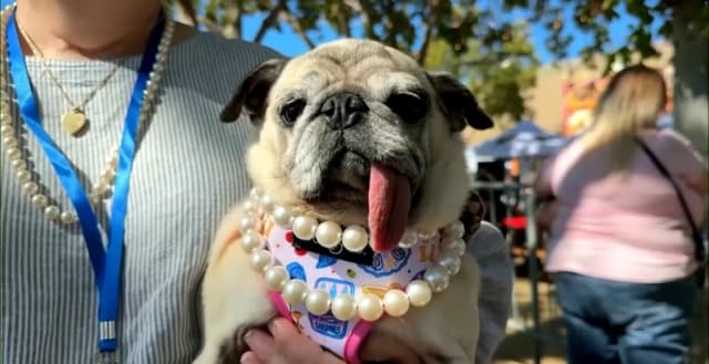 Jinny Lu, câinele mops, a câștigat titlul de cel mai urât din lume în California