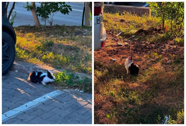 Un iepuraș găsit într-o parcare din Cluj-Napoca stârnește curiozitatea iubitorilor de animale