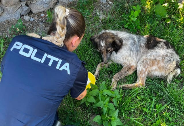 Trei adolescenți din Racoș, cercetați penal după ce au lovit un câine; animalul a fost salvat și primește îngrijiri medicale