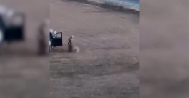 Oaie lovită cu mașina și agresată cu piciorul lângă o parcare din Sibiu: incident inacceptabil
