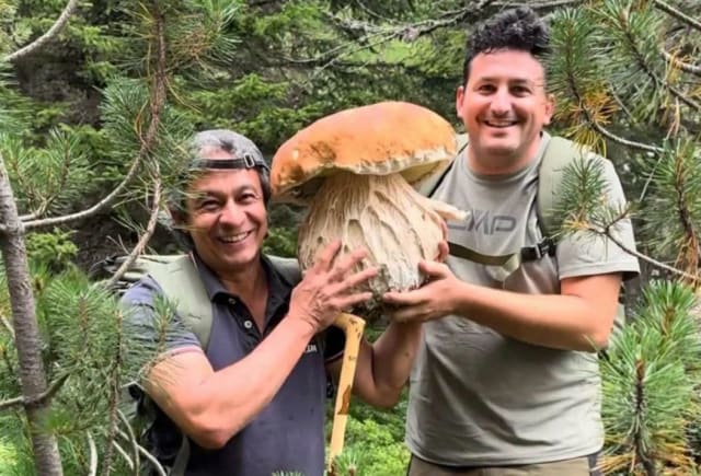 Hrib uriaș de aproape 9 kg descoperit în pădurile Brașovului, posibil record național