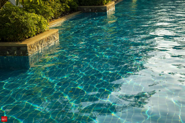 Un cuplu din Los Angeles întâlnește urși negri în piscina casei lor