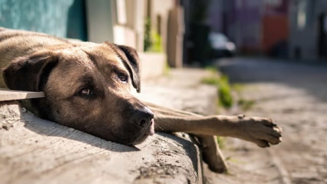Primăria Eforie va achiziționa servicii veterinare și de ecarisaj pentru câini fără stăpân