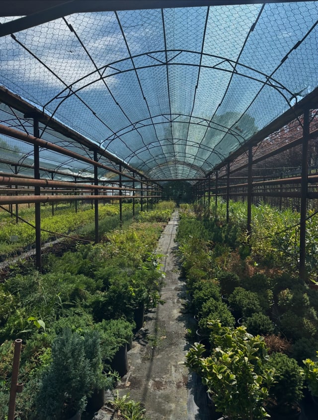 Sezonul plantărilor începe la Horticultura, cu plante disponibile spre vânzare