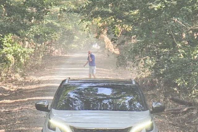 Curtea de Apel obligă Romsilva să redeschidă drumul din Pădurea Băneasa, ONG-urile avertizează asupra ecocidului