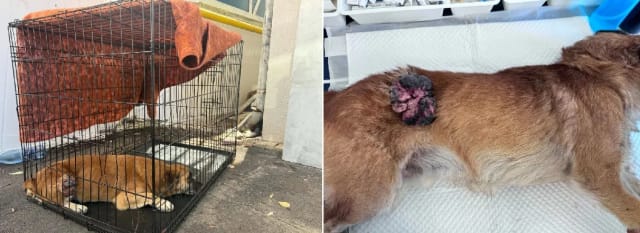 (FOTO) Câine neajutorat din Onești a primit o șansă la viață după operație pentru tumoare, dar are nevoie de donații
