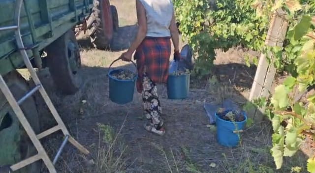 culegători de struguri în vie, recoltare vinificație