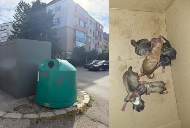 Polițiștii din Hunedoara au identificat autoarea abandonului a cinci pui de câine în mai puțin de 24 de ore