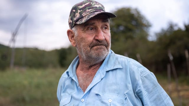 Prunele din Coca-Antimirești, Buzău, nu au unde să fie vândute: „La porci, cerbii și urșii mănâncă”