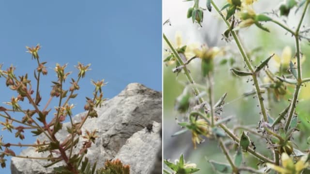 plantă Saxifraga candelabrum cu peri lipicioși