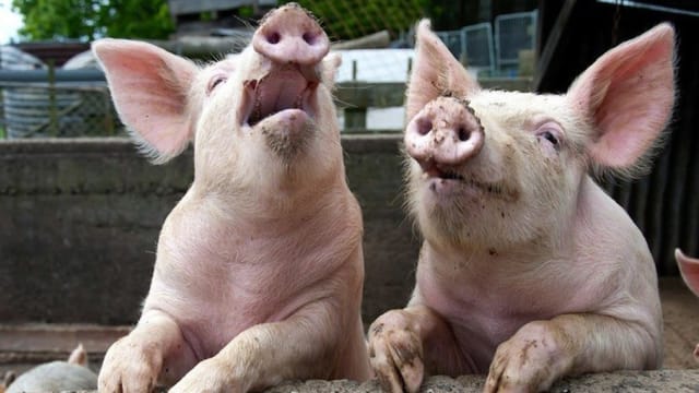 Toți cei 5.720 de porci din ferma de la Stâlpu au fost sacrificați din cauza PPA