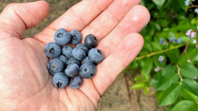 Suc de afin siberian: antioxidanții și beneficiile reale ale fructului