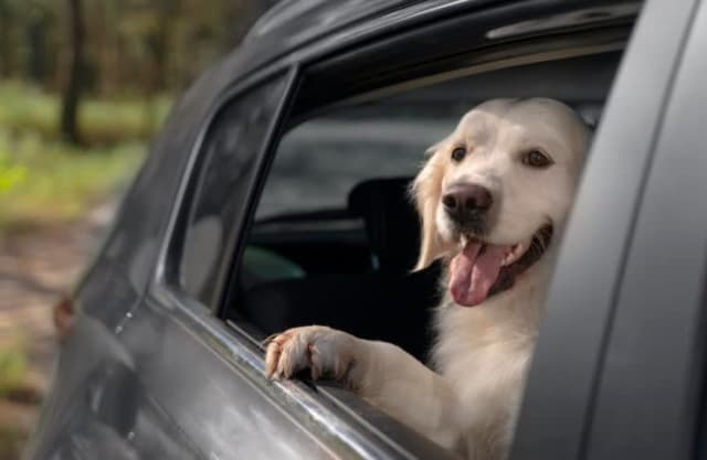 IPJ Constanța recomandă reguli pentru transportul animalelor în mașină