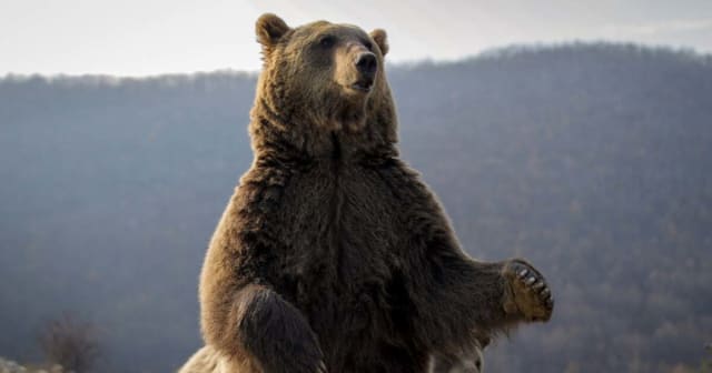 urși sălbatici atacând animal domestic în Hunedoara