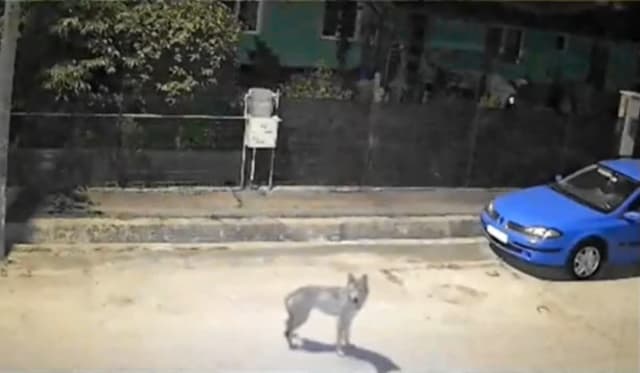 animale sălbatice în apropierea gospodăriilor