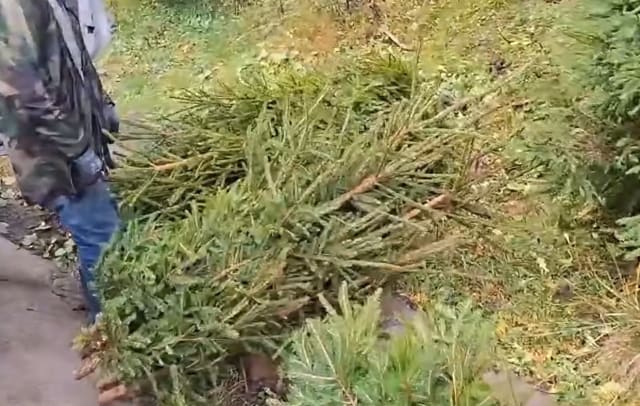 Brazi tăiați ilegal în Parcul Natural Bucegi