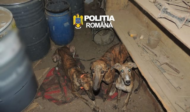percheziții poliție braconaj