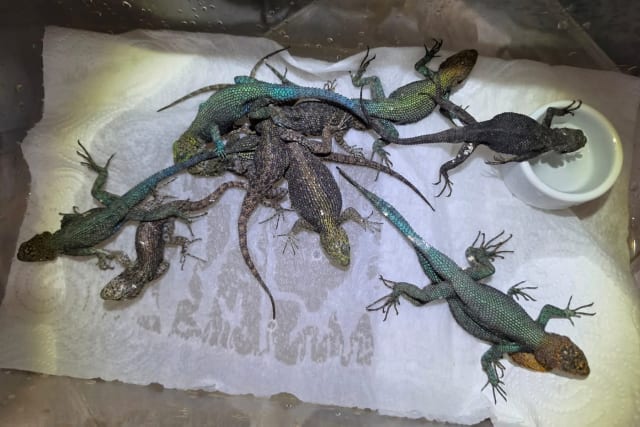 Reptile descoperite în valiza unui turist