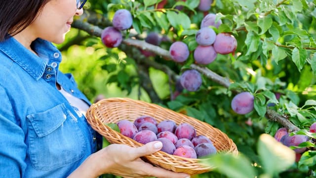 Porumb conservat, varză murată și prune