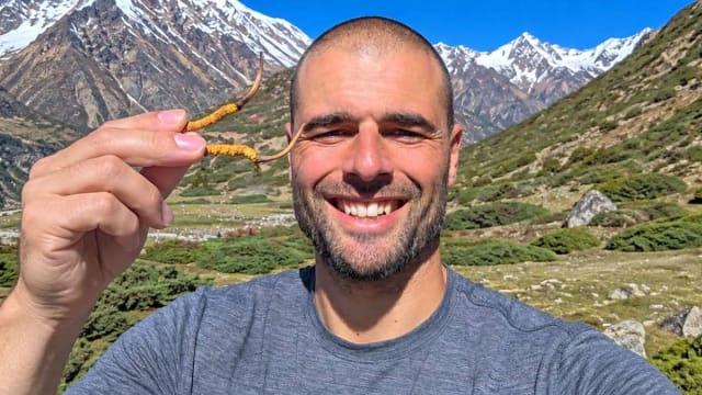 ciupercă rară din Himalaya, crescută din omizi