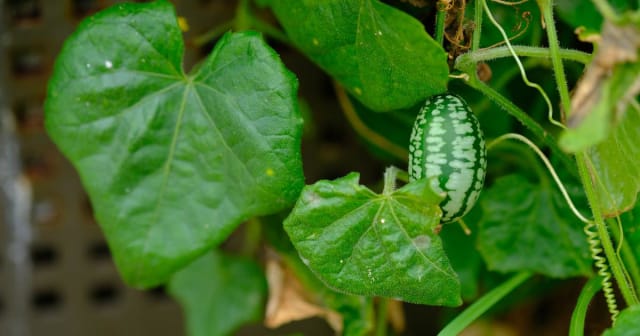 fruct miniatural verde cu dungi, castravete mexican 'Victor'