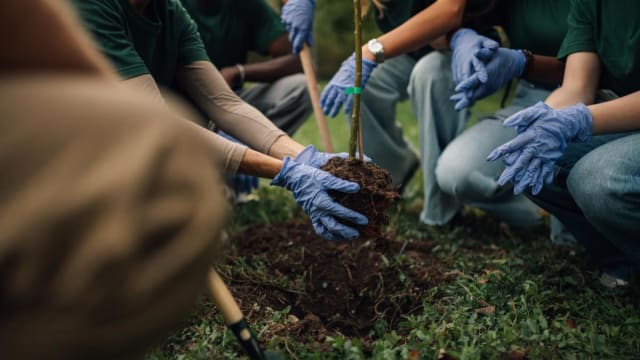 voluntari plantând copaci în Prahova, acțiune de mediu
