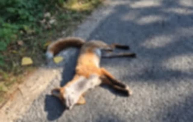 cadavru de vulpe lângă locuința unui consilier local în Teleorman