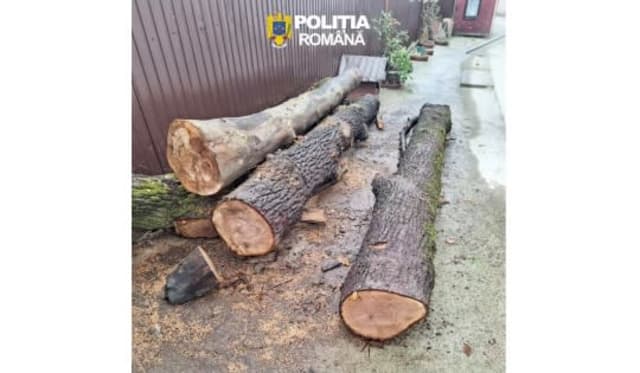 polițiști inspectând arbori tăiați