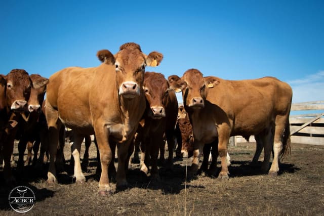 documentație zootehnică și bovine de carne