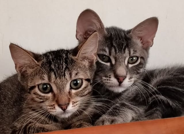 animale de adopție, câini și pisici la târg în Timișoara