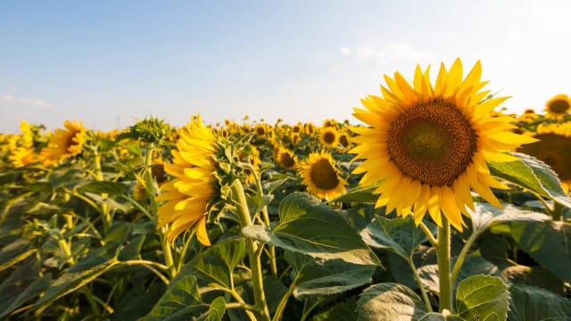 Semințe de floarea-soarelui în câmp agricol