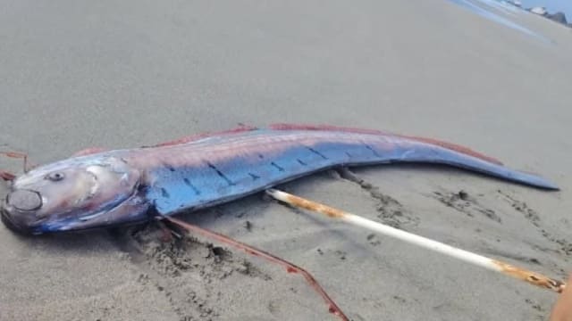 pește mare argintiu pe plajă, adâncime mare, descoperire rară