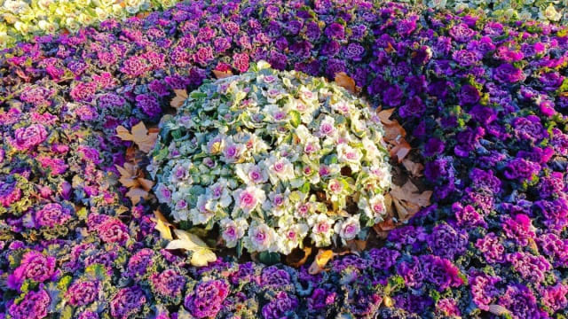 varza decorativă în grădină, flori de sezon, plante ornamentale