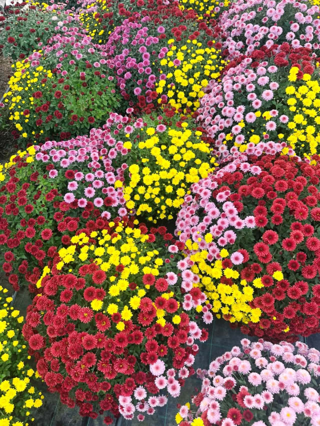 Festivalul Florilor de Toamnă la Curtici, flori și expozanți